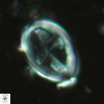Gartnerago diversum 5036