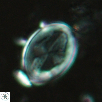 Gartnerago diversum 5038