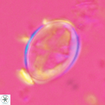 Gartnerago diversum 5039