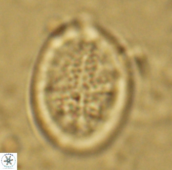 Gartnerago diversum 5089