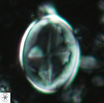 Gartnerago diversum 5090