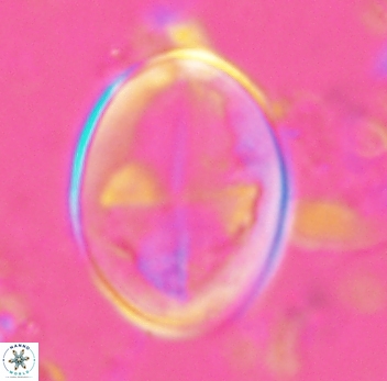 Gartnerago diversum 5091