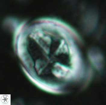 Gartnerago diversum 5092