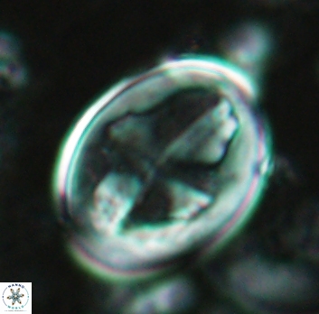 Gartnerago diversum 5094