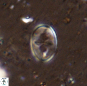 Gartnerago ponticula 48667