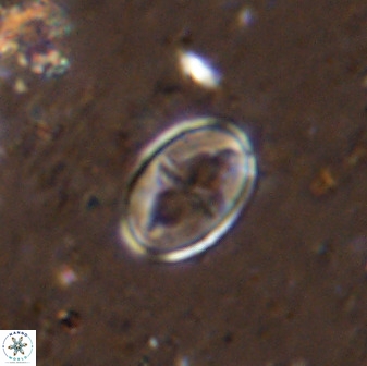 Gartnerago ponticula 48669
