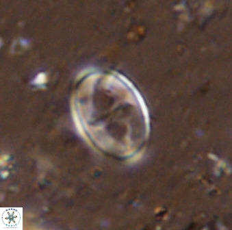 Gartnerago ponticula 48673