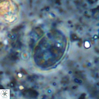 Gartnerago ponticula 48675