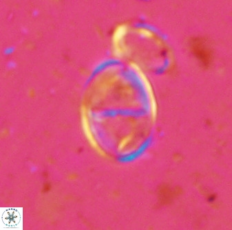 Gartnerago ponticula 48822