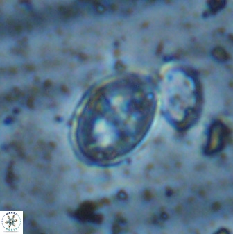 Gartnerago ponticula 48827