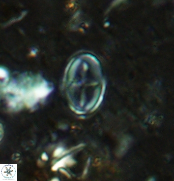 Gartnerago praeobliquum 5958