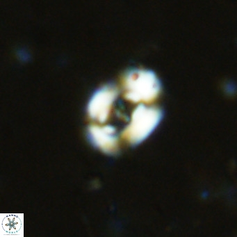 Gephyrocapsa cf omega VR 10741