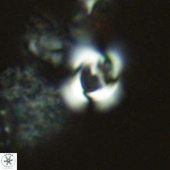 Gephyrocapsa grandis VR 03840