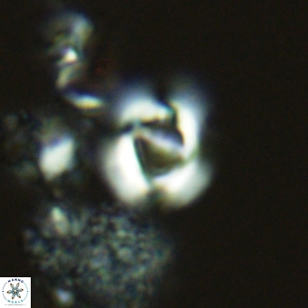 Gephyrocapsa grandis VR 03843