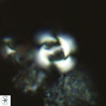 Gephyrocapsa grandis VR 03845
