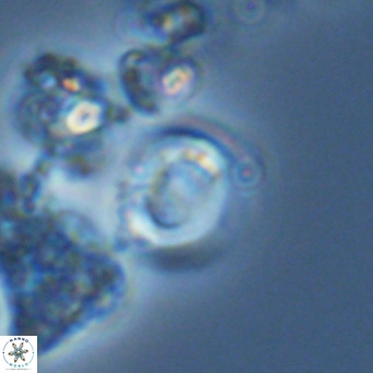 Gephyrocapsa grandis VR 03834