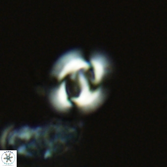 Gephyrocapsa grandis VR 03942