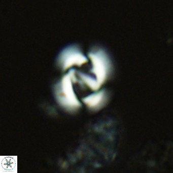 Gephyrocapsa grandis VR 03939