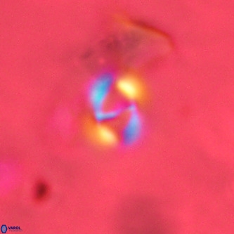 Gephyrocapsa omega VR 02126