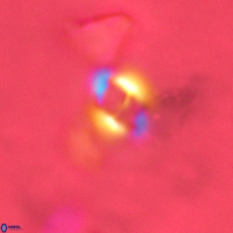 Gephyrocapsa omega VR 02127