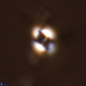 Gephyrocapsa omega VR 02128