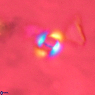 Gephyrocapsa omega VR 02130