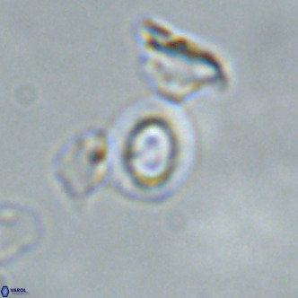 Gephyrocapsa omega VR 02132