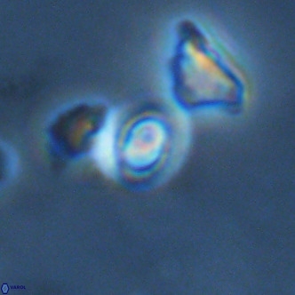 Gephyrocapsa omega VR 02138