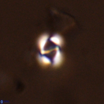 Gephyrocapsa omega VR 02139