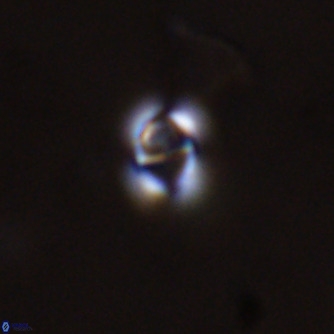 Gephyrocapsa omega VR 02198