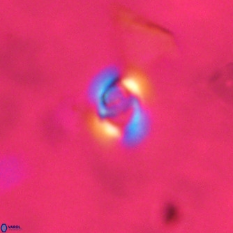 Gephyrocapsa omega VR 02199