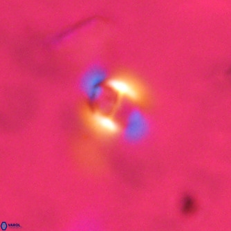 Gephyrocapsa omega VR 02206