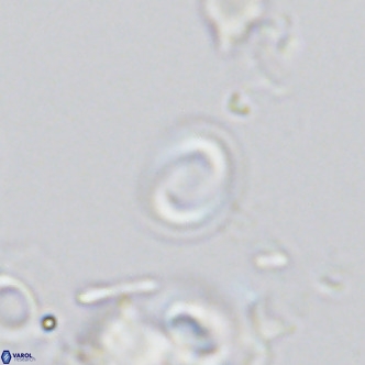 Gephyrocapsa oceanica VR 03602