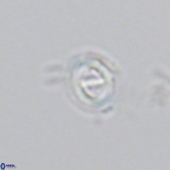 Gephyrocapsa oceanica VR 04181