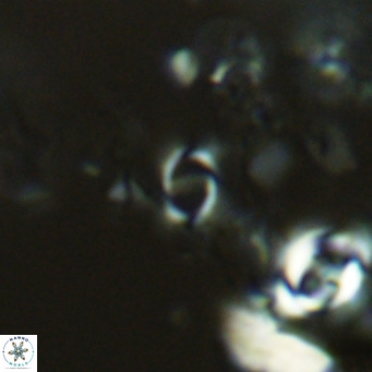 Gephyrocapsa protohuxleyi VR 04533