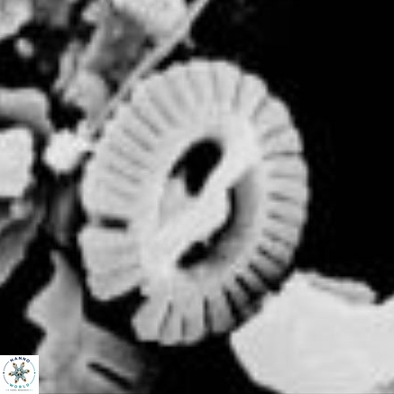 Gephyrocapsa protohuxleyi 2 81mic tetepare 500 1