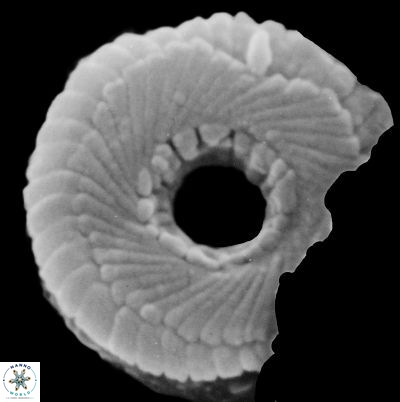 Girgisia adeiokentro 5