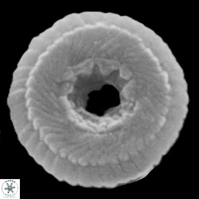 Girgisia adeiokentro1