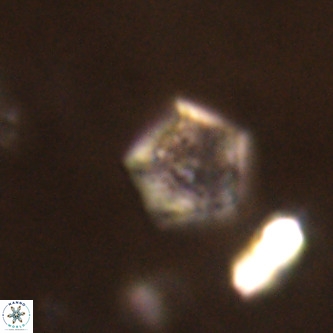 Goniolithus fluckigeri VR 00789