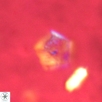 Goniolithus fluckigeri VR 00790