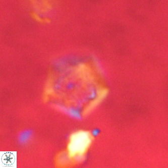 Goniolithus fluckigeri VR 00805