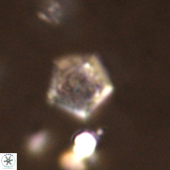 Goniolithus fluckigeri VR 00807
