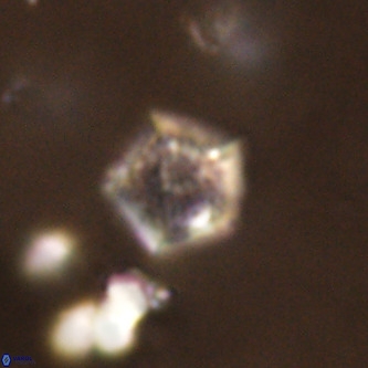 Goniolithus fluckigeri VR 00808