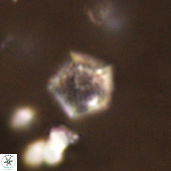 Goniolithus fluckigeri VR 00808