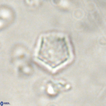 Goniolithus fluckigeri VR 00800