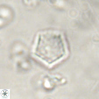 Goniolithus fluckigeri VR 00800