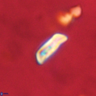 Goniolithus fluckigeri VR 00814