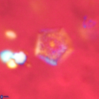 Goniolithus fluckigeri VR 00810