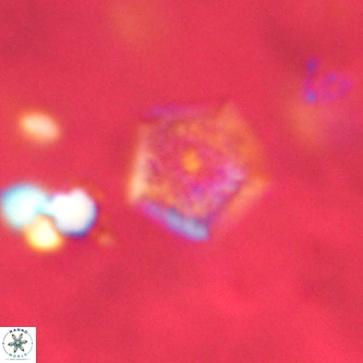 Goniolithus fluckigeri VR 00810