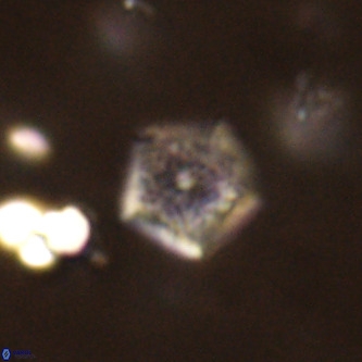 Goniolithus fluckigeri VR 00811